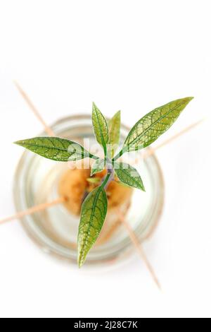 Young fresh avocado sprout with green leaves growing from the stone. Top view, white background and vertical photo. Stock Photo