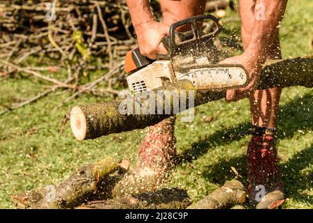 Professional Gardener cuts out fruit tree with chainsaw, autumn garden maintenance. Stock Photo