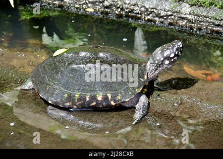 black pond turtle, spotted pond turtle, Geoclemys hamiltonii, Singapore Zoological Gardens or Mandai Zoo, Singapore, Southeast Asia Stock Photo