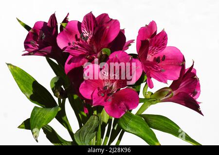 Close up purple red flowers of Peruvian lily, lily of the Incas (Alstroemeria) Isolated on a white background. Netherlands. Stock Photo