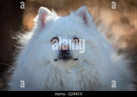 The Japanese Spitz  is a small to medium breed of dog of the Spitz type. Stock Photo