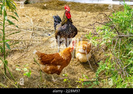 yellow chickens breeds