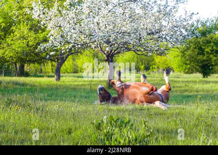 A horse is rolling on a meadow. Defocus beautiful brown horse playing in a meadow in spring. Nature blossom background. Horse lying on back on grass. Stock Photo
