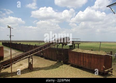 Chambas, Cuba, April 25, 2010. Loading sugar cane into train carriages. Stock Photo