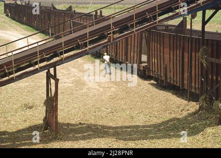 Chambas, Cuba, April 25, 2010. Loading sugar cane into train carriages. Stock Photo