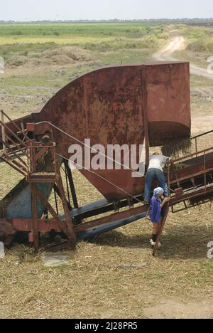 Chambas, Cuba, April 25, 2010. Loading sugar cane into train carriages. Stock Photo