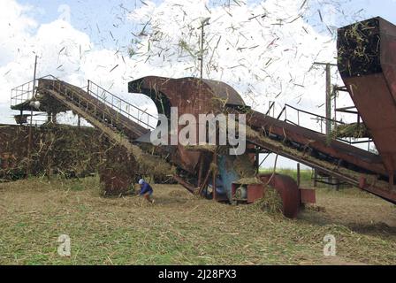 Chambas, Cuba, April 25, 2010. Loading sugar cane into train carriages. Stock Photo