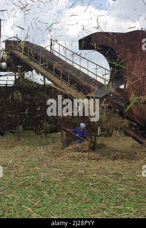 Chambas, Cuba, April 25, 2010. Loading sugar cane into train carriages. Stock Photo