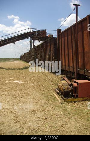 Chambas, Cuba, April 25, 2010. Loading sugar cane into train carriages. Stock Photo