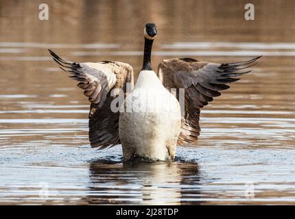 Canada goose displaying on late March pond Stock Photo