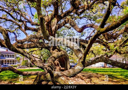 A live oak tree stretches across a sidewalk at Washington Square, March 26, 2022, in Mobile, Alabama. Stock Photo