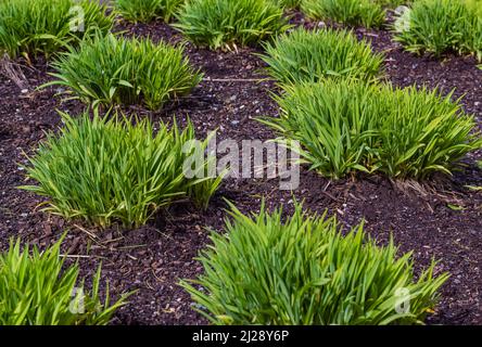 New ornamental grasses in the spring. Green Lawn in Landscaped Formal Garden. Nobody, selective focus, concept photo gardening Stock Photo