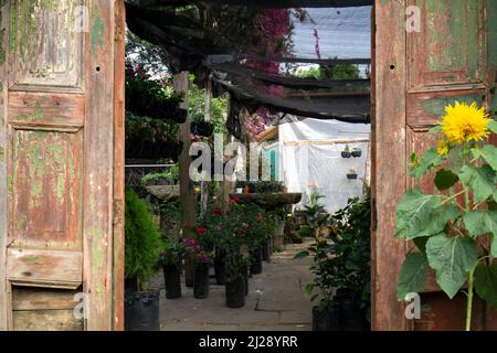 Open old weather door with the inside view of nursery. Selling outdoors various plants and planters Stock Photo