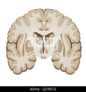 Brain, Coronal Section Stock Photo - Alamy