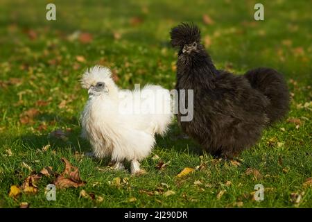 Two silkie hens white and black walking together Stock Photo