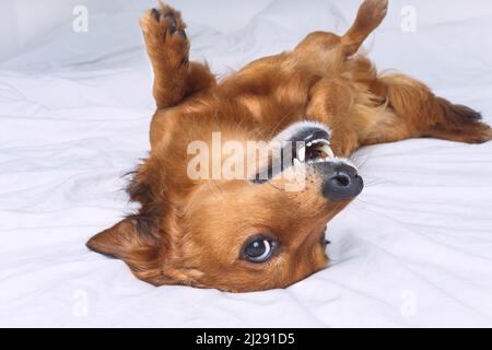 Funny crazy brown dog lying on the white bed. Happy playful dachshund dog having fun Stock Photo