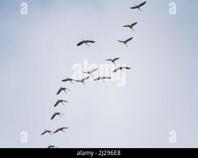 Picture of a v shape flock of birds flying in a blue sky, made of wild eurasian cranes migrating. The common crane, also known as the Eurasian crane, Stock Photo