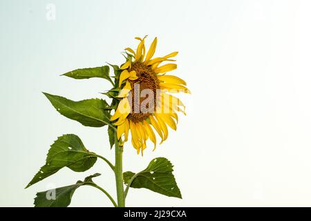 These sun-worshipping perennial beauties are known as Helianthus in the botany community Stock Photo