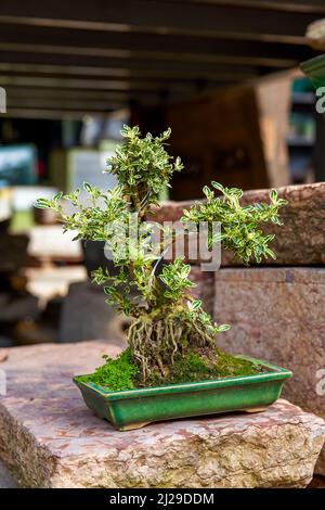 Close-up of a small tree potted plant in the garden Stock Photo