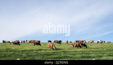 Cows grazing in grassy meadow with a blue sky background. Stock Photo