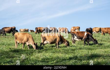 Cows grazing in grassy meadow with a blue sky background. Stock Photo