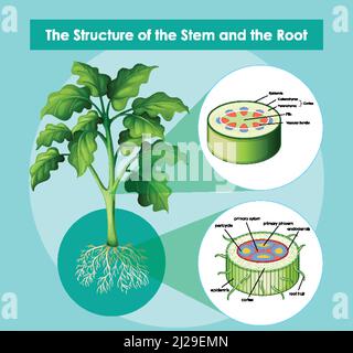 Diagram showing the structure of the stem and the root illustration Stock Vector