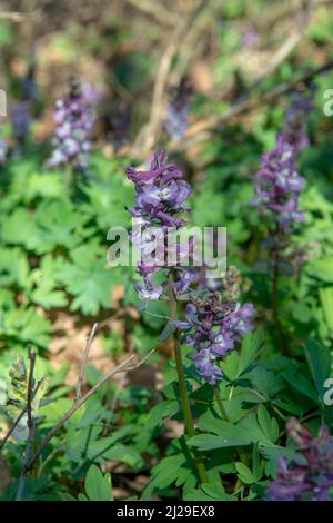 Purple flowers of Hollowroot in the forest. Blooming Corydalis cava in springtime. Stock Photo
