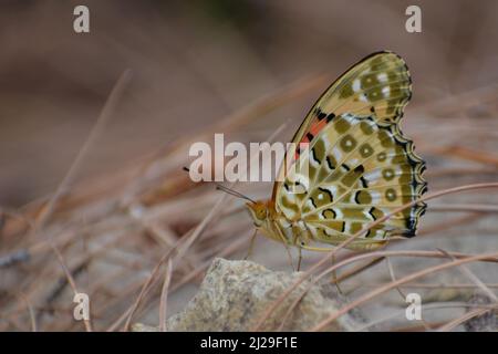 closeup of beautiful butterfly Amazing picture of  indian fritillary (argynnis hyperbius ) butterfly. Stock Photo