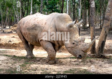 Group of Rhino living in Phu Quoc Safari zoo in Vietnam Stock Photo