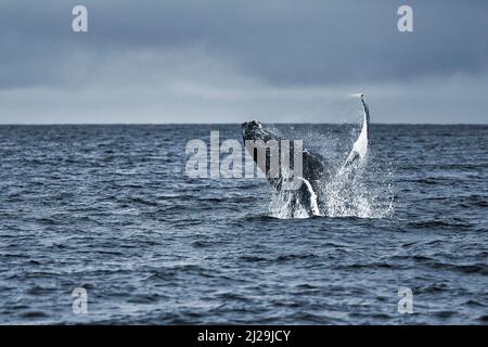 Watching humpback whale at Husavik bay area Stock Photo - Alamy