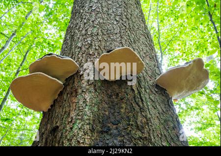 Red banded polypores (Fomitopsis pinicola), fruiting body on a spruce (Picea abies) trunk, common spruce, Bavarian Forest National Park, Bavaria Stock Photo