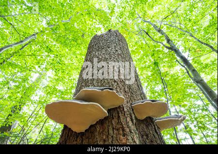 Red banded polypores (Fomitopsis pinicola) Fruiting body on a broken spruce (Picea abies) trunk, Common spruce, Bavarian Forest National Park Stock Photo