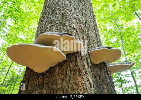 Red banded polypores (Fomitopsis pinicola), fruiting body on a spruce (Picea abies) trunk, common spruce, Bavarian Forest National Park, Bavaria Stock Photo