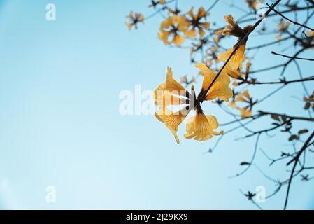 Yellow trumpet tree (Handroanthus chrysanthus) with blue sky in the background Stock Photo