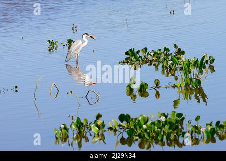 Cocoi heron (Ardea cocoi) with fish in its beak, Pantanal, Mato Grosso, Brazil Stock Photo