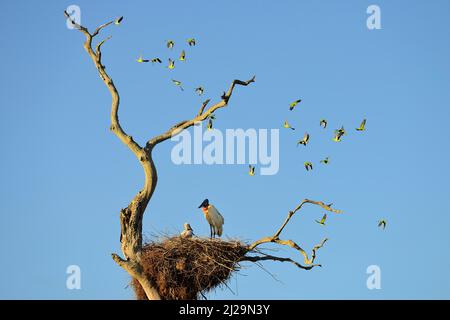 Jabiru (Jabiru mycteria) with young bird in nest with flock of flying monk parakeets (Myiopsitta monachus), Pantanal, Mato Grosso, Brazil Stock Photo