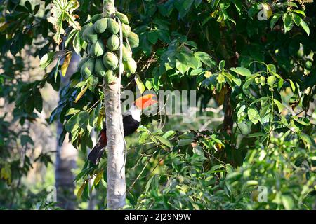 Toco toucan (Ramphastos toco) sitting on the trunk of a papaya, Pantanal, Mato Grosso, Brazil Stock Photo
