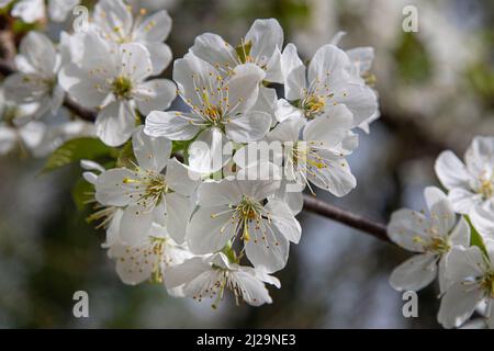 White cherry blossoms on a branch in the wild Stock Photo