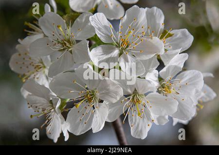 White cherry blossoms on a branch in the wild Stock Photo
