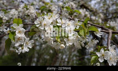 White cherry blossoms on a branch in the wild Stock Photo