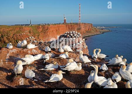 Northern gannet (Sula bassana) breeding colony, Helgoland Island, Schleswig-Holstein, wildlife, Germany Stock Photo