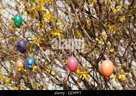Colourful Easter eggs hanging from forsythia branches, Goldgloeckchen, Germany Stock Photo
