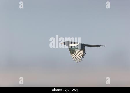 Common magpie Pica pica, adult flying, Suffolk, England, March Stock Photo