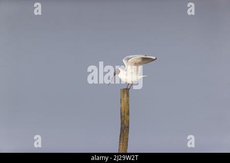 Black-headed gull Larus ridibundus, summer plumage adult standing on post with nest material in beak, Suffolk, England, March Stock Photo
