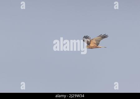 Marsh harrier Circus aeruginosus, immature male flying, RSPB Minsmere Nature Reserve, Suffolk, England, March Stock Photo