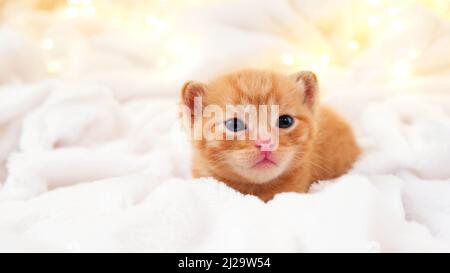 Small Christmas orange kitten is sweetly basking with christmas garland on a light soft background. Soft and cozy. Christmas, home comfort and new Stock Photo