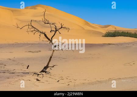 Namibia, the Namib desert, a dead tree isolated in the dunes in background Stock Photo