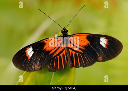Postman Butterfly, Heliconius melpomene, from Mexico in the nature habitat. Nice insect from Panama in the green forest. Butterfly sitting on the red Stock Photo