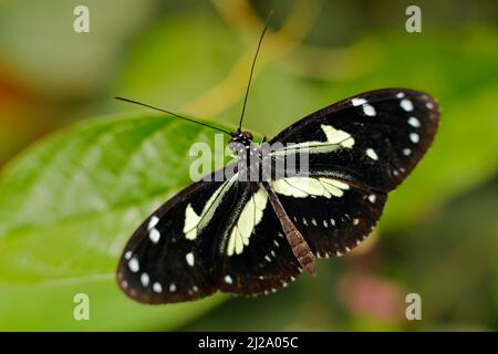 Heliconius, beautiful insect sitting on the green leave in the nature. Butterfly, wildlife nature. Heliconius atthis, the false zebra longwing, butter Stock Photo