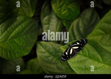 Butterfly, wildlife nature. Heliconius atthis, the false zebra longwing, butterfly from Mexico in Central America. Heliconius, beautiful insect sittin Stock Photo